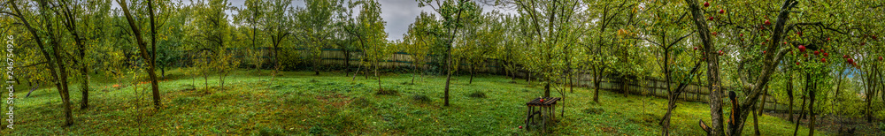 Apple orchard at cloudy day, Valea Plopului village, Romania, panoramic view. Apple orchard at cloudy day, Valea Plopului village, Romania, panoramic view.