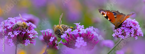 Obraz na plátně bees and butterfly on the flower garden