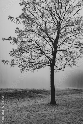 A Foggy Winter Park Scene In England