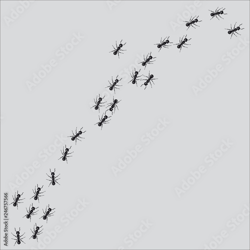 A line of worker ants marching in search of food. Vector illustration © puckillustrations