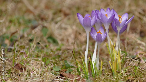 Krokus