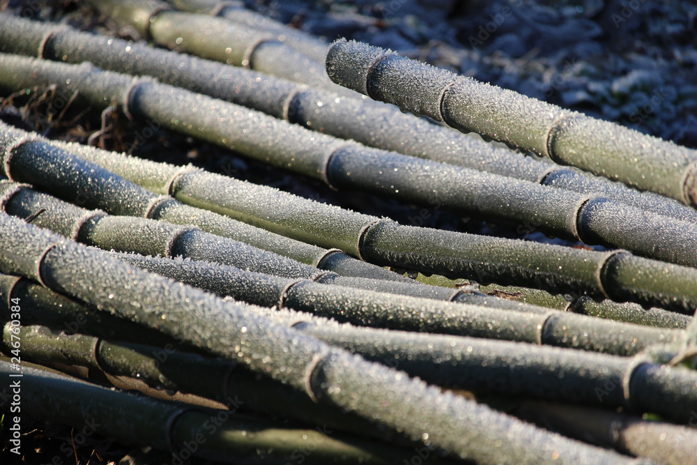 Frosted multiple stems of the bamboo plant, lit by the early morning sun in winter. Natural organic background. Frosted multiple stems of the bamboo plant, lit by the early morning sun in winter. Natural organic background.