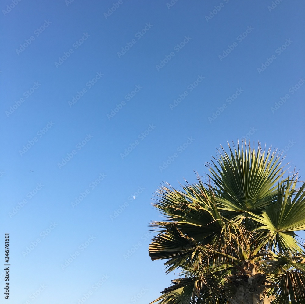 palm tree against blue sky with moon