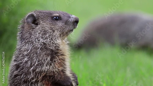 Cute little groundhog (Marmota Monax) in green grass stands alert then turns away another in background photo