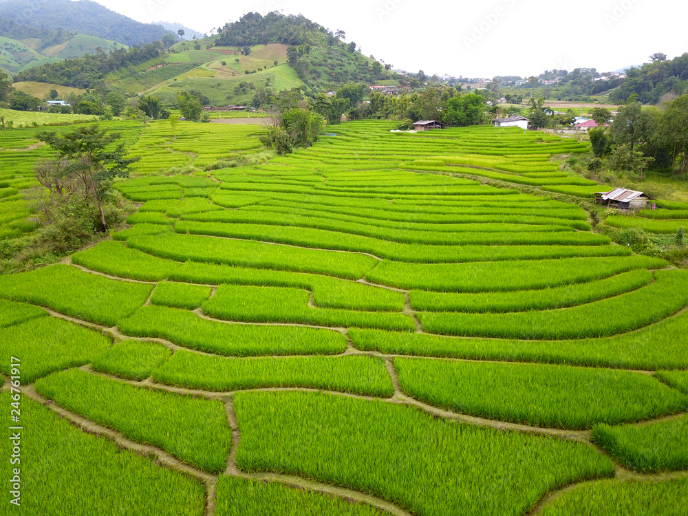 Green terraced rice field in asian