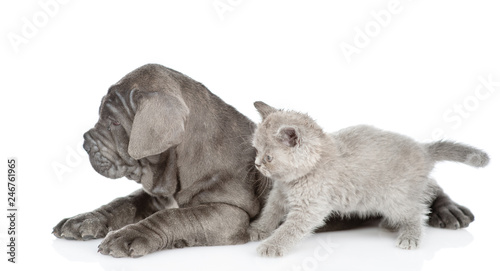 Neapolitan mastiff puppy and gray kitten in profile. isolated on white background