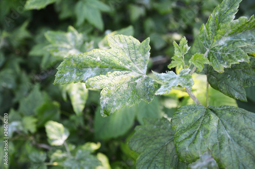 Foto Black currant diseases