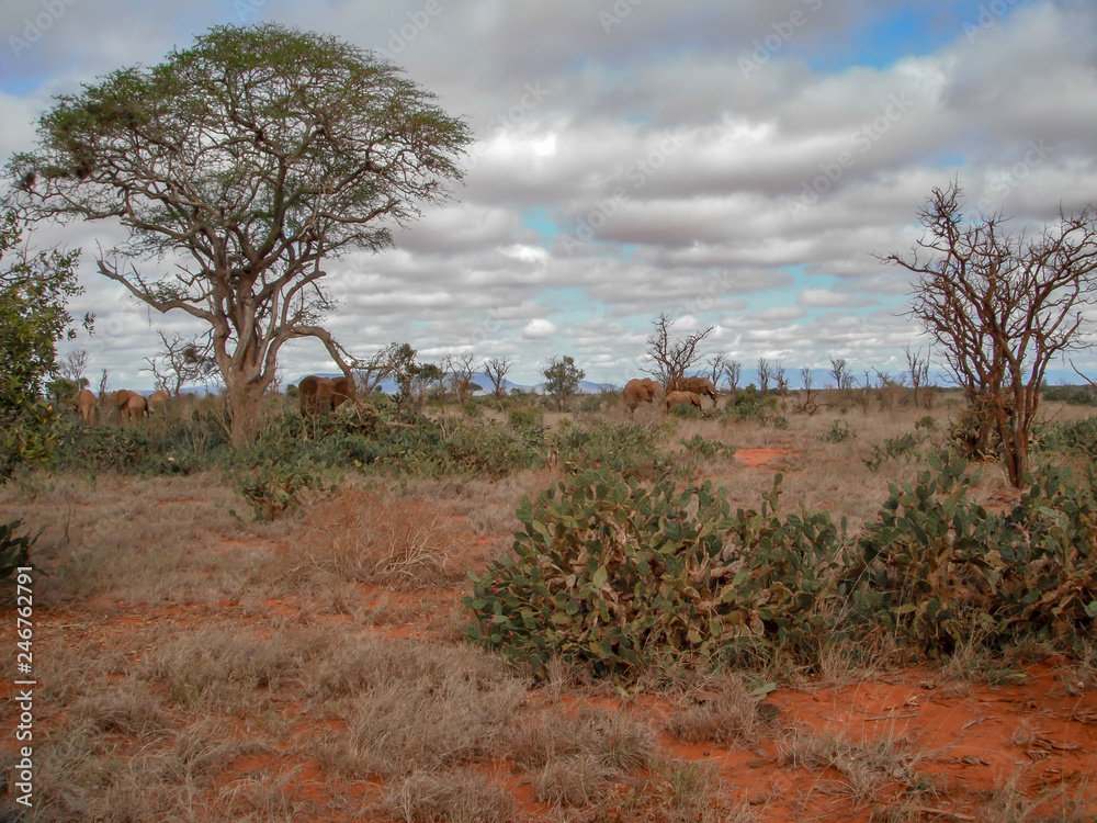 Obraz premium safari