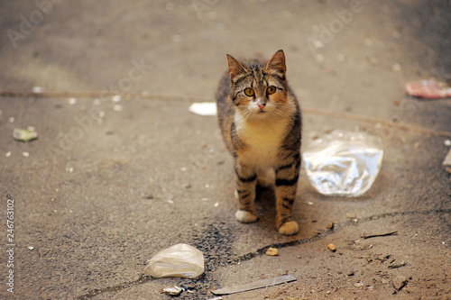 homeless cat on the street looking hopefully photo