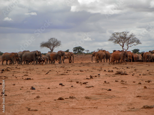 elephant herd