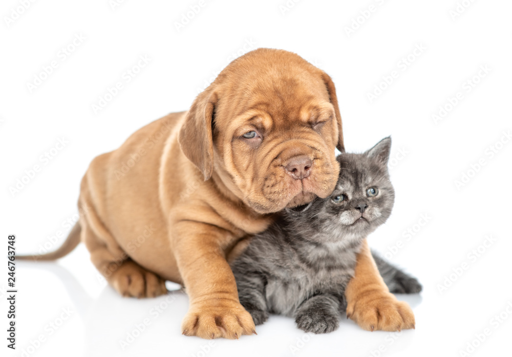 Puppy embracing kitten. isolated on white background