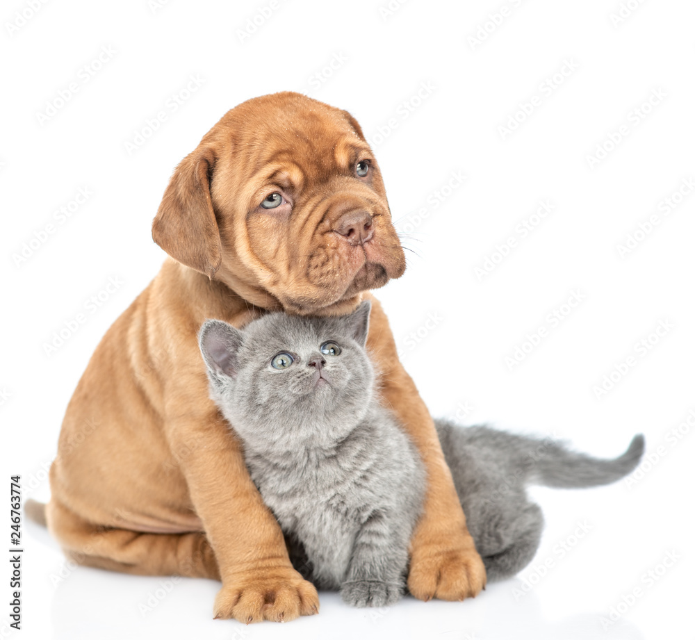 Bordeaux puppy hugging gray kitten and looking away. isolated on white background