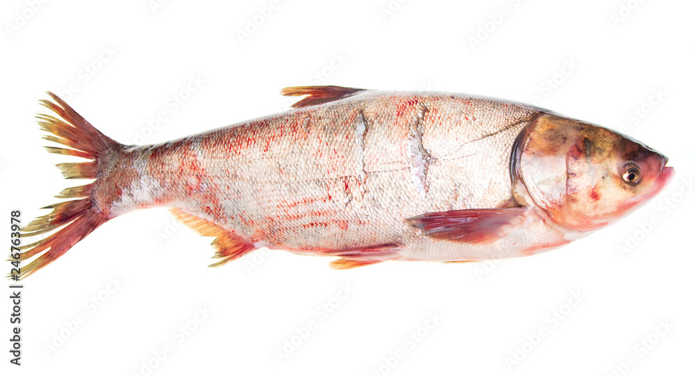 Silver carp fish isolated on white background Silver carp fish isolated on white background