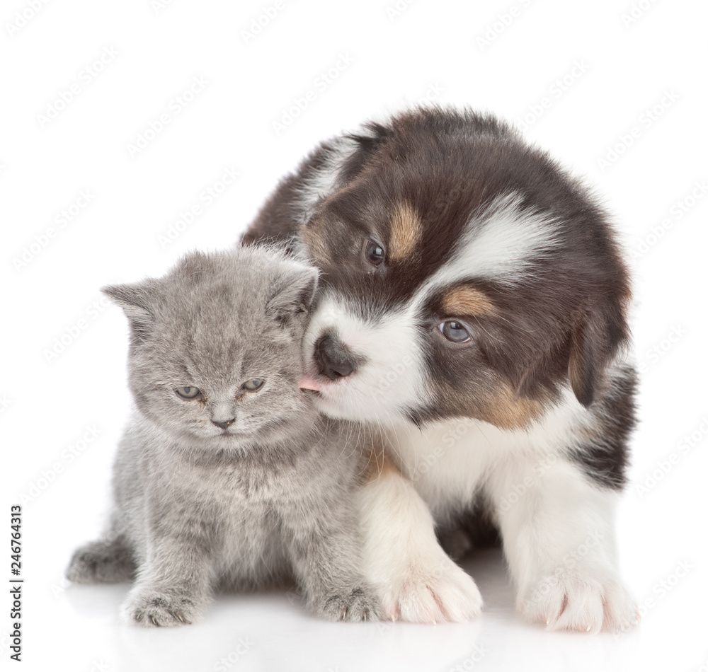 Puppy licking kitten.  isolated on white background