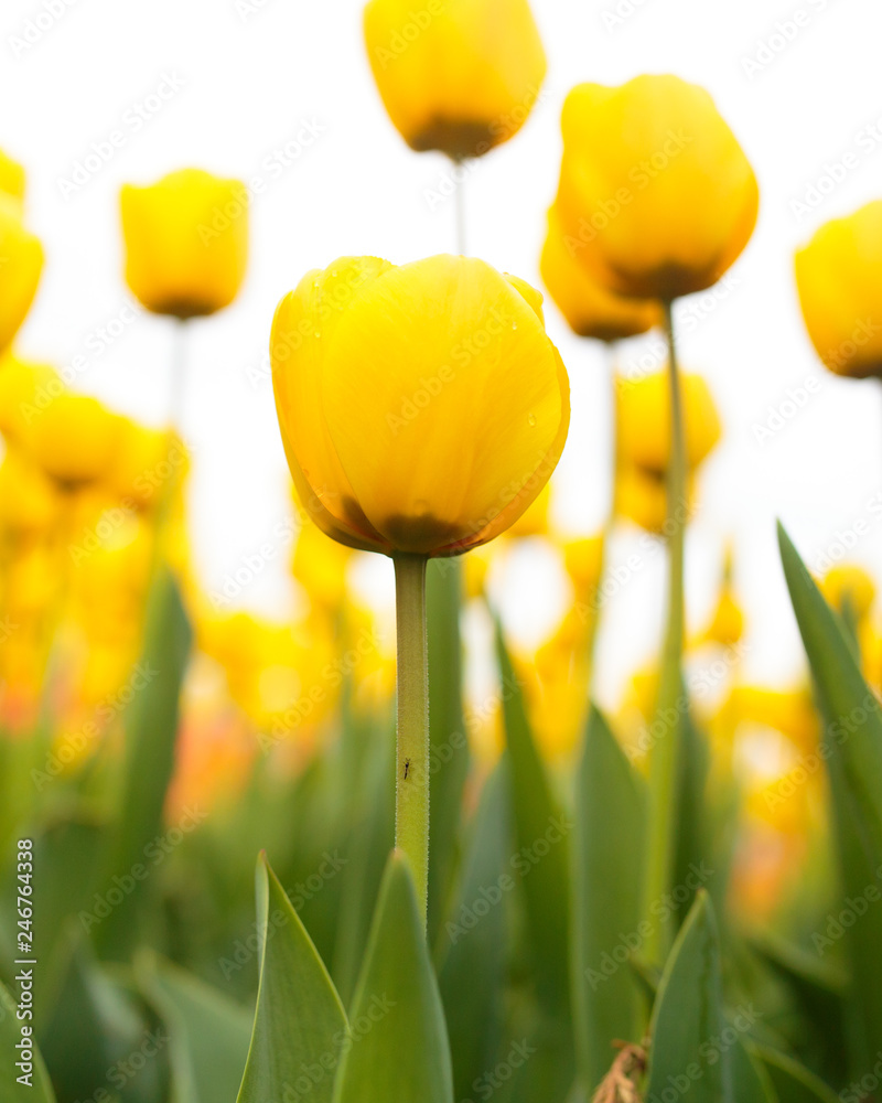 Fototapeta premium Yellow tulips in the park as background
