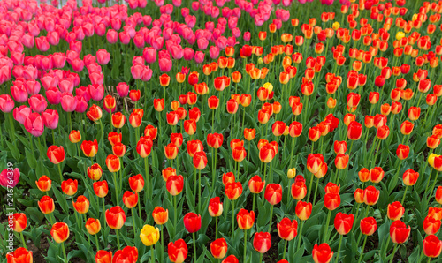 Multicolored tulips in the park as a background