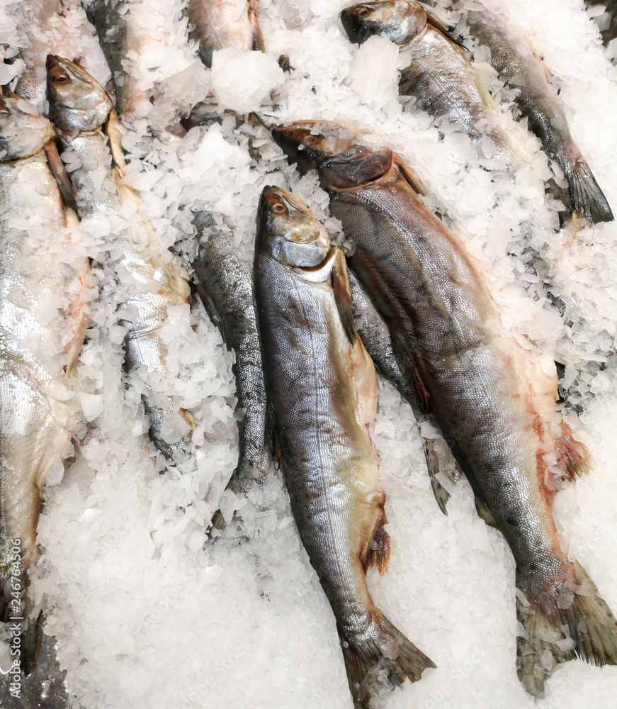 Trout fish in the ice in the store