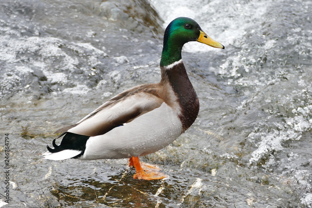 Stockente Erpel Männchen Stockente Erpel Männchen