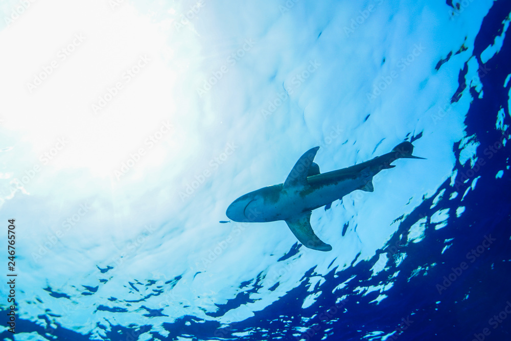 Obraz premium Oceanic white tip shark at the Red Sea, Egypt 