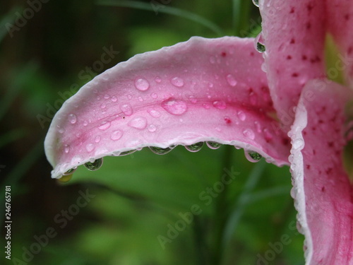A pink lily petal with rain drops against green plants 