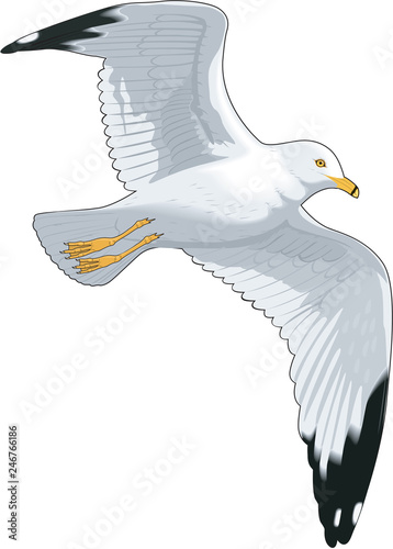 Ring Billed Gull Flying Vector Illustration