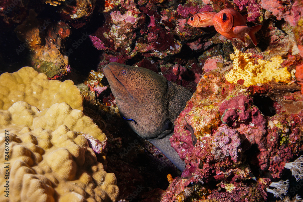 Fototapeta premium Eel at the Red Sea, Egypt