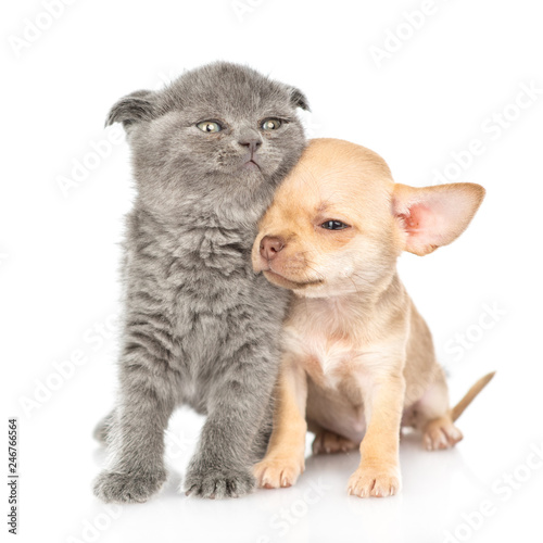 Tender chihuahua puppy sniffing gray kitten. Isolated on white background