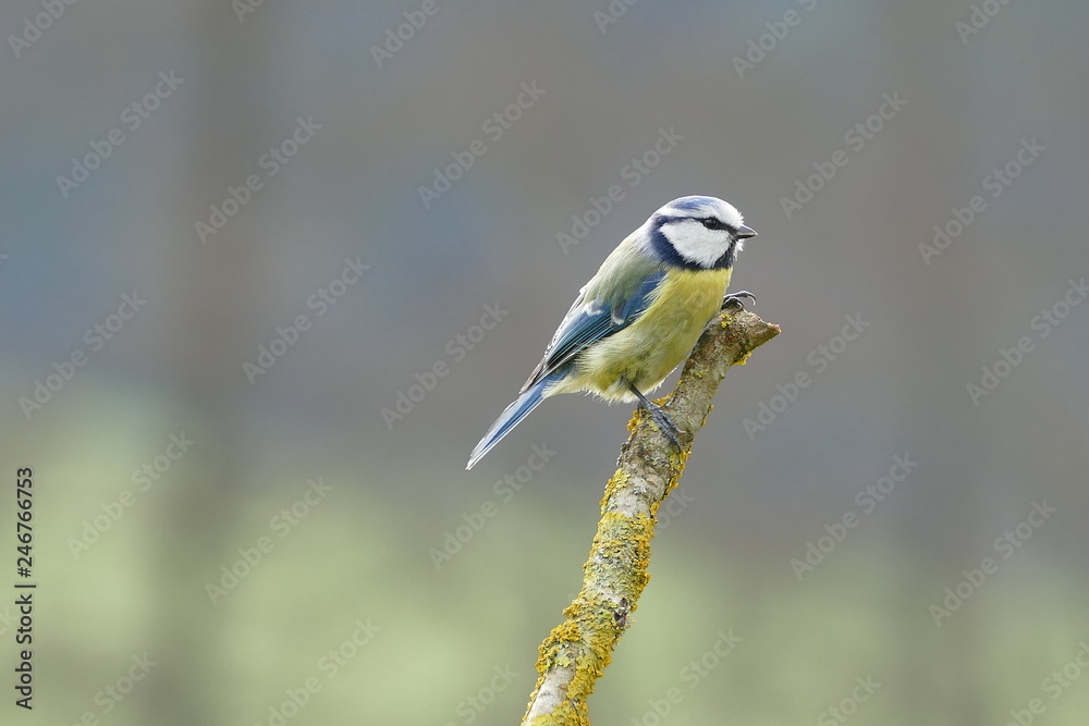 Obraz premium Blaumeise bluetit 
