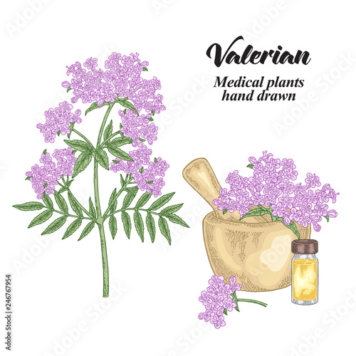 Valerian flowers and leaves isolated on white background. Medical herbs set. Vector illustration hand drawn.