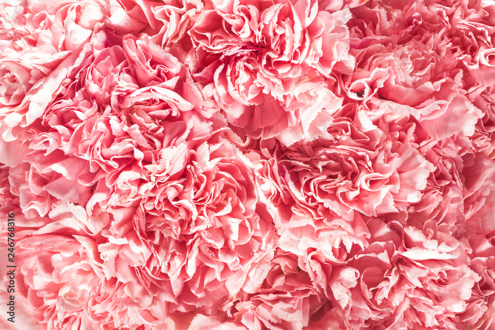 Fototapeta premium top view of blooming pink flowers with beautiful petals