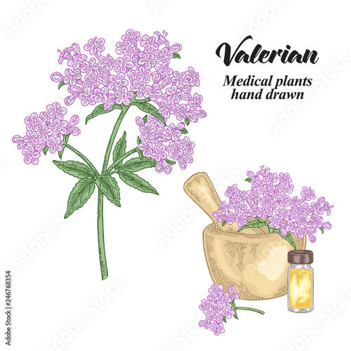 Valerian flowers and leaves isolated on white background. Medical herbs set. Vector illustration hand drawn.