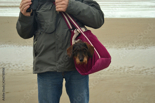 Obraz na plátně sac de portage pour petit chien,  se promener avec mon teckel
