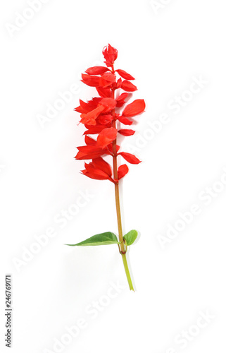 Red salvia Close up