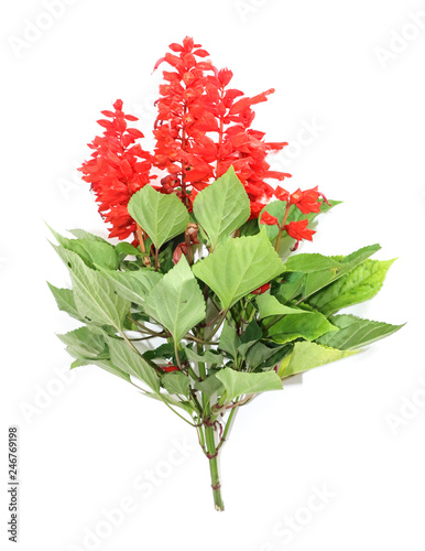 Red salvia Close up