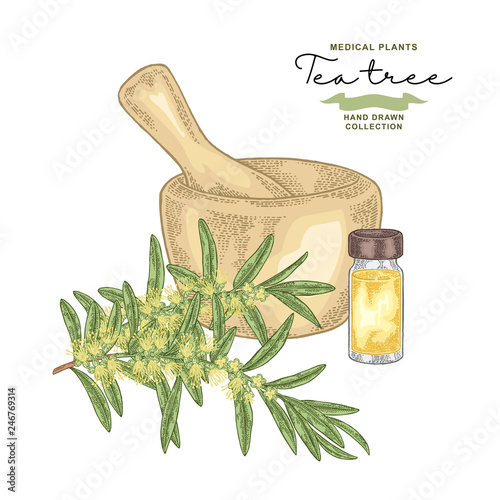 Tea tree flowers and leaves isolated on white background. Medical herbs set. Vector illustration hand drawn.