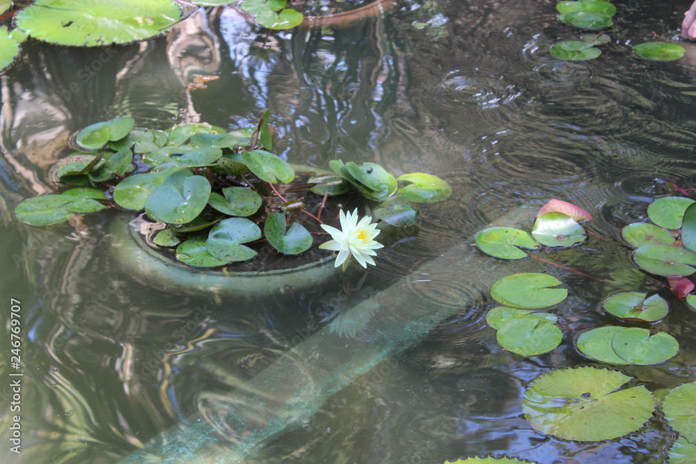 Naklejka premium water lilies in the pond