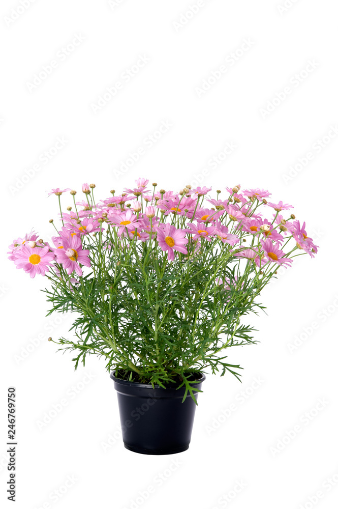Marguerite daisy in flower pot isolated on white background. Marguerite daisy in flower pot isolated on white background.