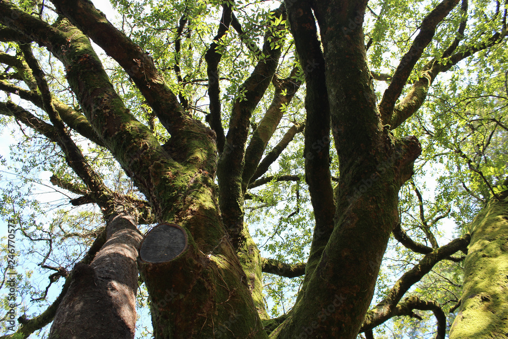 Fototapeta premium tree in the forest