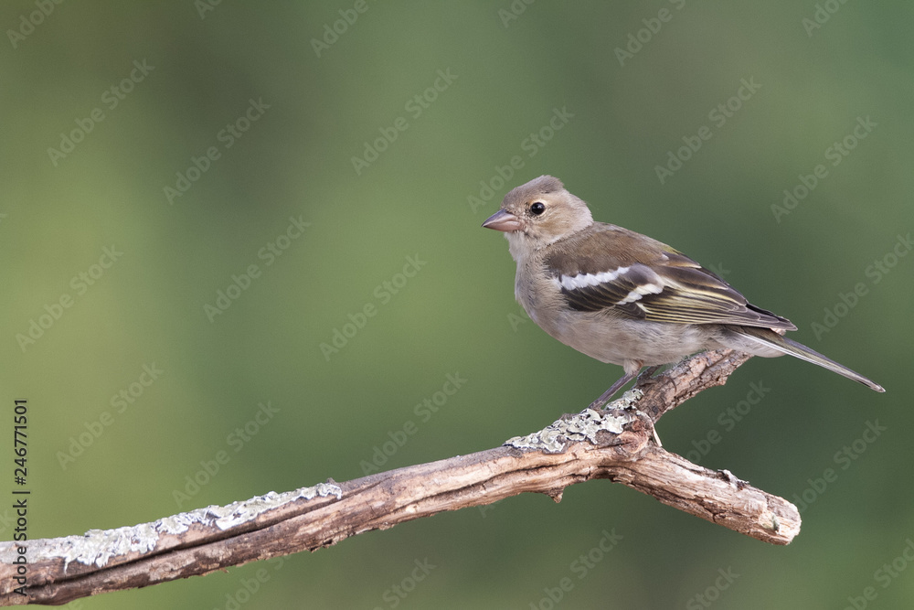 Fototapeta premium Common chaffinch on the branch in Spain
