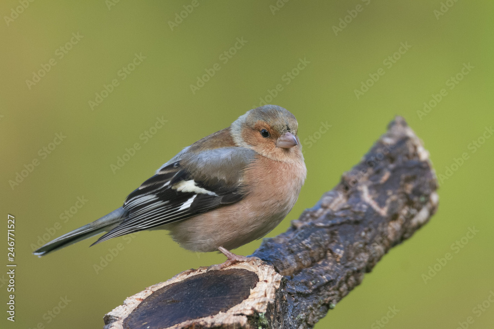 Common chaffinch on the branch in Spain Common chaffinch on the branch in Spain