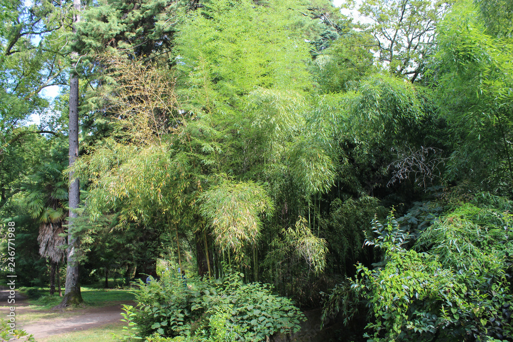 Obraz premium trees in the garden