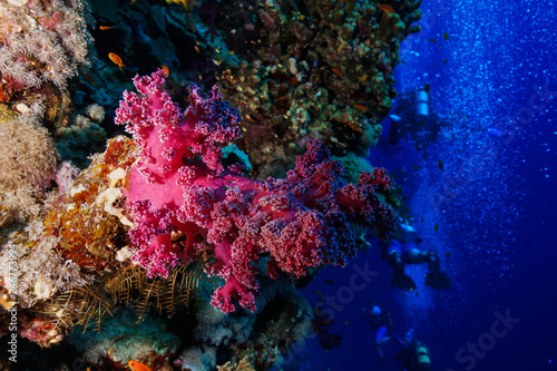 Fototapeta Naklejka Na Ścianę i Meble -  Coral reef at the Red Sea, Egypt