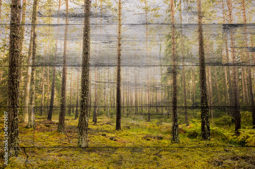 Beautiful forest on wood.