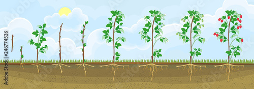 Two year life cycle of raspberry. Growth stages from propagule (stem cutting) to scrub with harvest of red berries