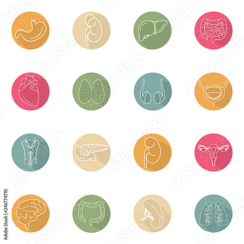 Modern flat icons vector set with long shadow effect in stylish colors of human  organs