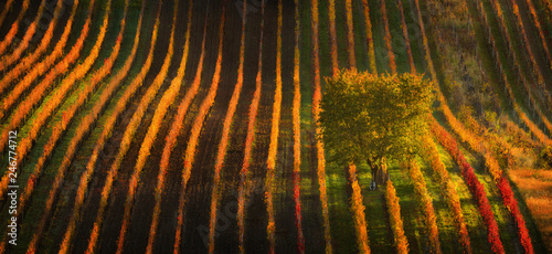 One tree among the rows of vineyards, South Moravia, Czech Republic.