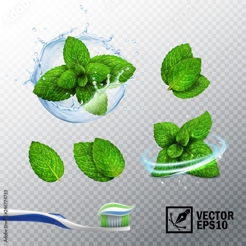 3D realistic vector set, transparent splash of water with a mint sprout, various options for mint leaves, a fresh whirlwind, a toothbrush with a paste photo