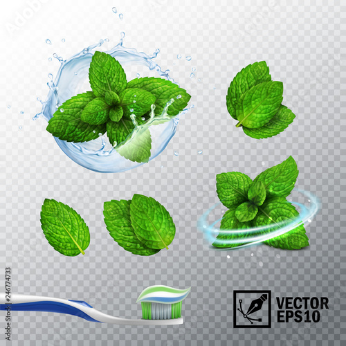 3D realistic vector set, transparent splash of water with a mint sprout, various options for mint leaves, a fresh whirlwind, a toothbrush with a paste