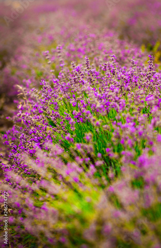 Beautiful and summer violet lavander field. Aromatherapy lavander.