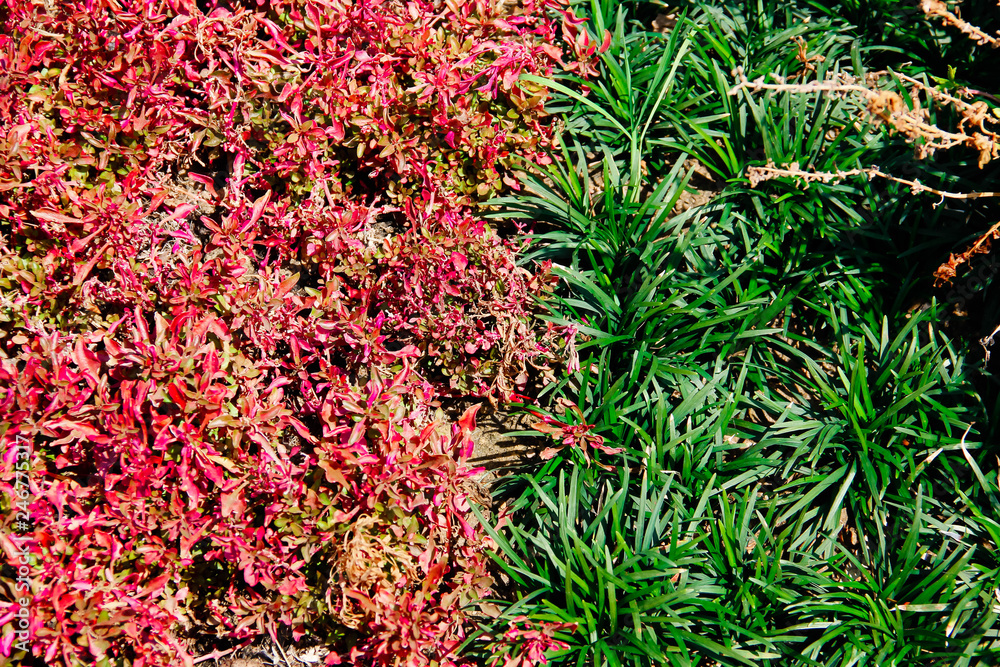 red flowers in the garden
